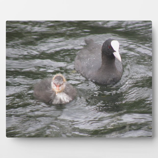 Expositora Coot y placa de pollo (Frente)