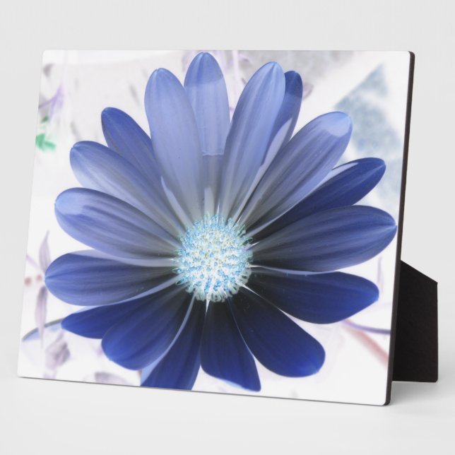 Expositora Daisy africano con una luminosa placa azul (Lado)