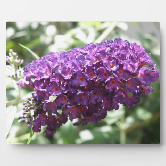 Expositora Hermosa placa de flores moradas de Buddleia (Frente)