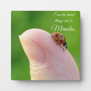Expositora Ladybugs "Milagros Más Pequeños" Regalo en placa