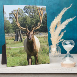 Expositora Magnífico Alce de toro en placa de 8"x10" de cabal