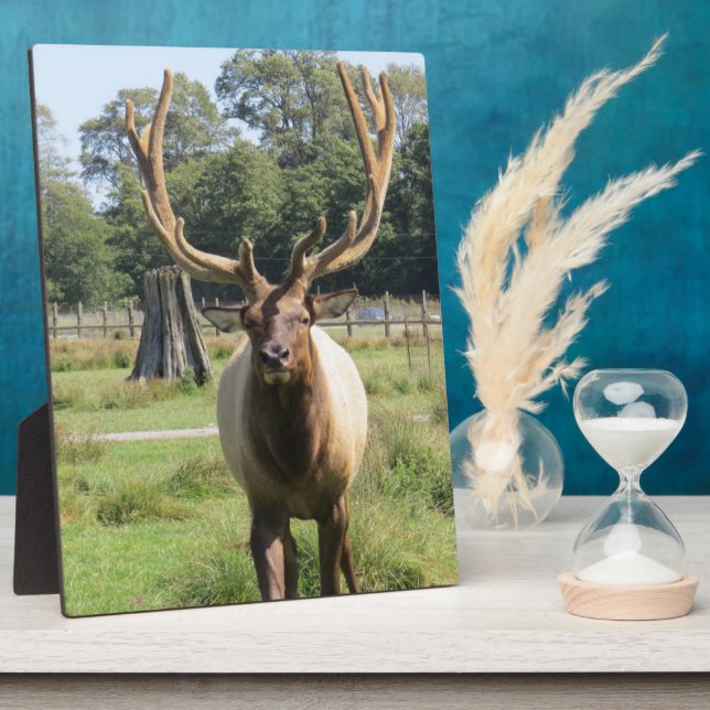 Expositora Magnífico Alce de toro en placa de 8"x10" de cabal (Lado)