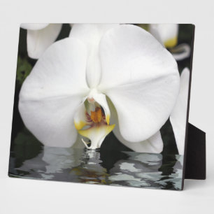 Expositora Orquídeas blancas que emergen de la placa de la me