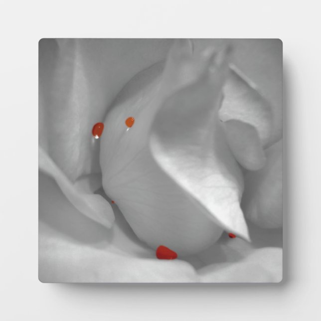 Expositora Placa acuarela eoliana (Frente)