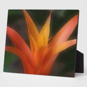Expositora Placa de Bromeliad brillante