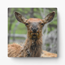 Placa de escritorio Elk Americana