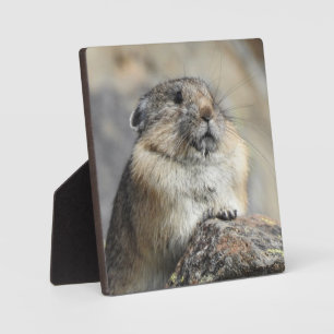 Expositora Placa de escritorio Pika