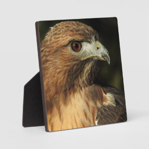 Expositora Placa de escritorio Red Tail Hawk