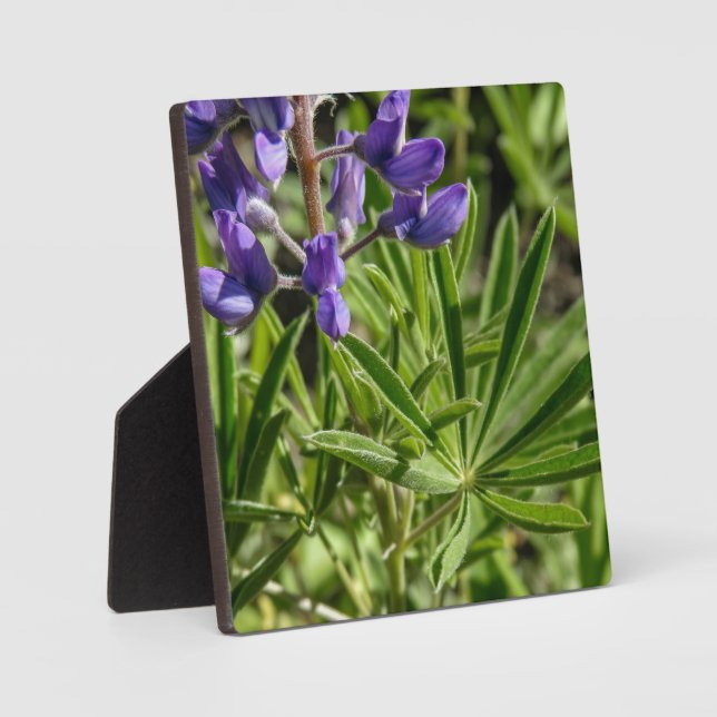 Expositora Placa de escritorio Silvery Lupine (Anverso)