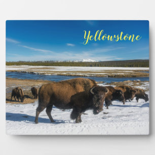 Expositora Placa de Foto-Buffalo de Yellowstone