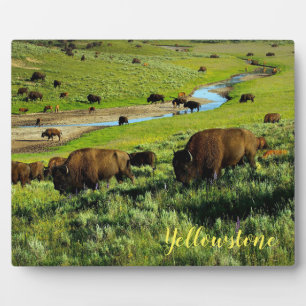 Expositora Placa de Foto-Buffalo Yellowstone