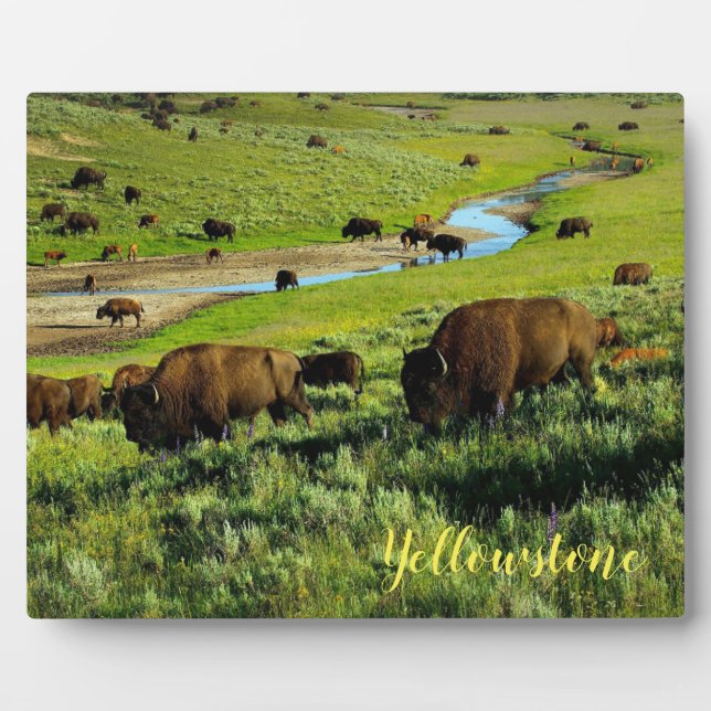 Expositora Placa de Foto-Buffalo Yellowstone (Frente)