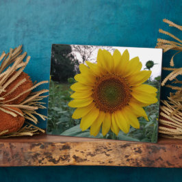 Expositora Placa de Foto de Girasol 8x10 con Soporte para Exp