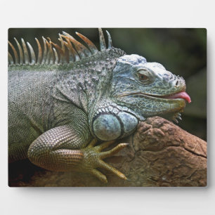 Expositora Placa de iguana
