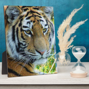 Expositora Placa fotográfica del tigre siberiano, tigre de Am