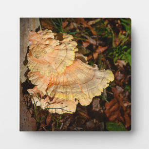 Expositora Pollo de la placa de los bosques