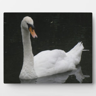 Expositora Preciosa placa cisne blanca