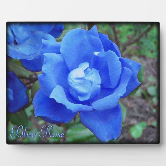 Expositora Rosa azul de texto Personalizado de placa fotográf (Frente)