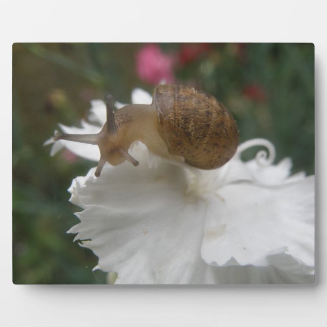 Expositora Snail de jardín y placa de carnación blanca (Frente)