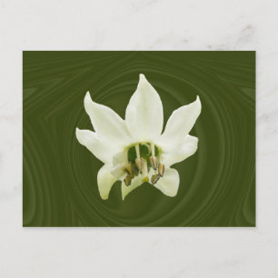 Extracto de flor de Pepper ~ postal