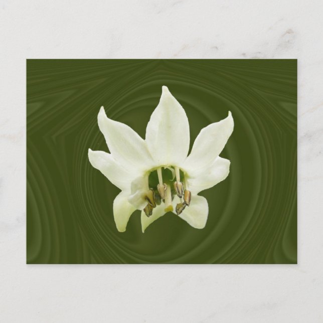 Extracto de flor de Pepper ~ postal (Anverso)