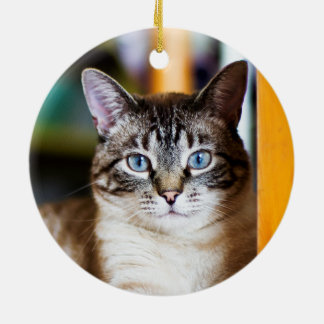 Extraño por completo del ornamento del gato siamés