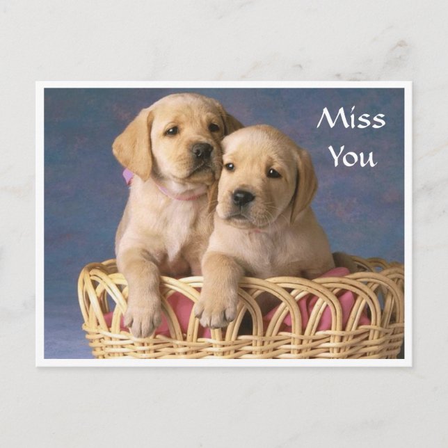 Extraño tarjeta postal de Labrador Retriever Puppy (Anverso)