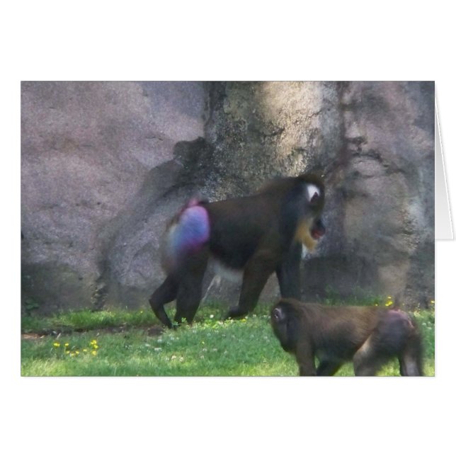 Extremo del mono (Anverso (Horizontal))