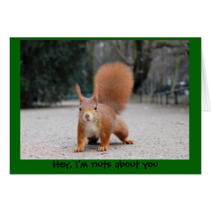 Ey, soy nuts sobre usted