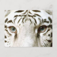 ¡~ EZ DE LA INVITACIÓN DE LOS OJOS DEL TIGRE