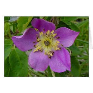 F13 Rosa Silvestre Rosa Espinosa