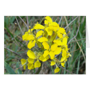 F14 Flores silvestres amarillas