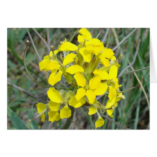 F14 Flores silvestres amarillas (Anverso (Horizontal))