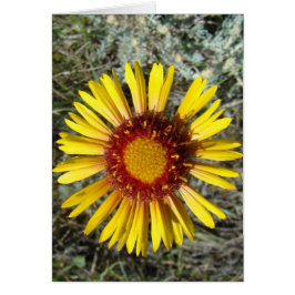 F1 Flor silvestre amarilla Gaillardia