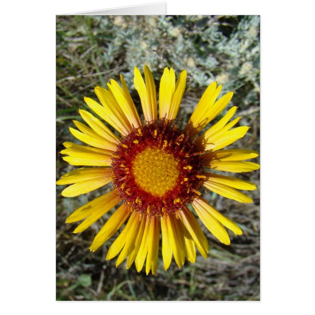 F1 Flor silvestre amarilla Gaillardia (Frente)