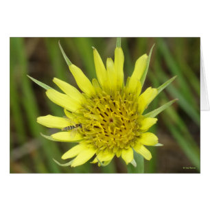 F41 Flor Amarilla Barba de Cabra
