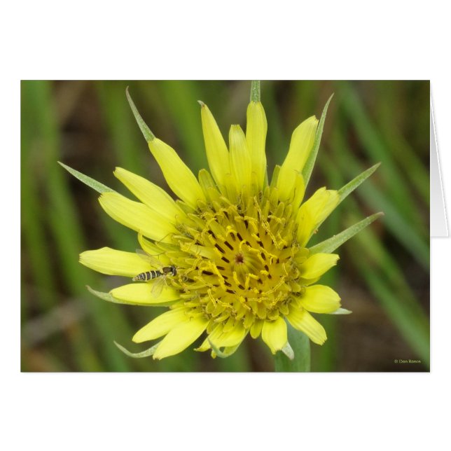 F41 Flor Amarilla Barba de Cabra (Anverso (Horizontal))