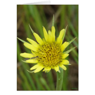 F41 Flor Amarilla de Barba de Cabra Silvestre