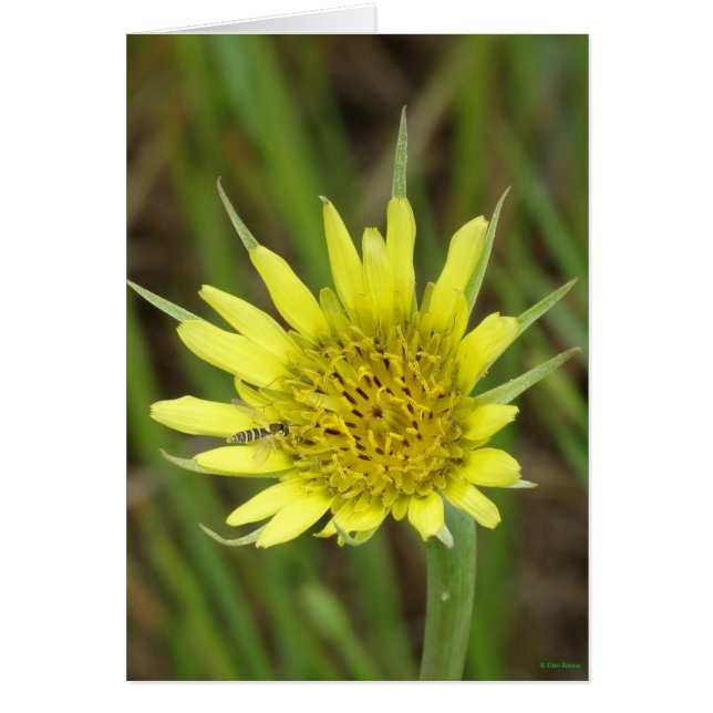 F41 Flor Amarilla de Barba de Cabra Silvestre (Frente)