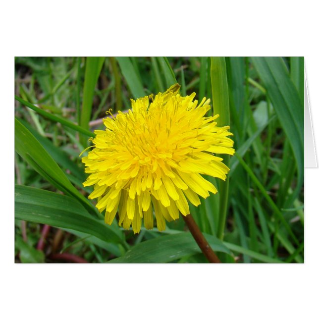 F45 Dandelion "Taraxacum officinale" (Anverso (Horizontal))
