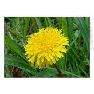 F45 Diente de león "Taraxacum officinale"