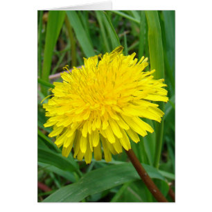 F45 Diente de león "Taraxacum officinale"