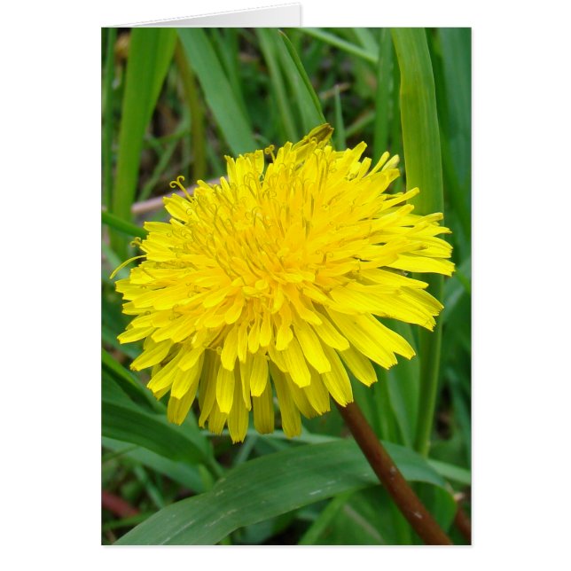 F45 Diente de león "Taraxacum officinale" (Frente)