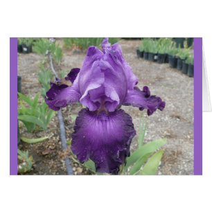 Fabulous Purple Iris