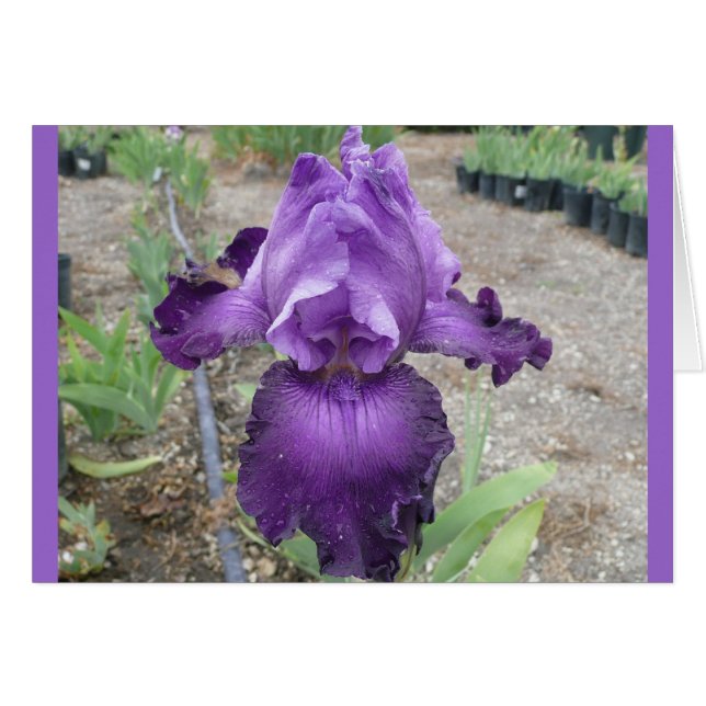 Fabulous Purple Iris (Anverso (Horizontal))