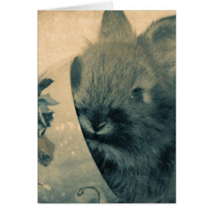 Faded Old Bunny Photo All Occasis