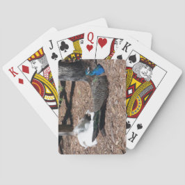 Faisanes azules y blancos indios jugando cartas
