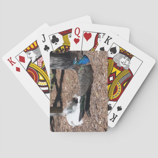 Faisanes azules y blancos indios jugando cartas (Reverso)