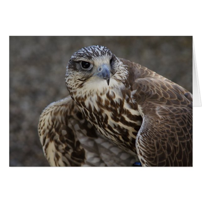 Falco cherrug (Anverso (Horizontal))