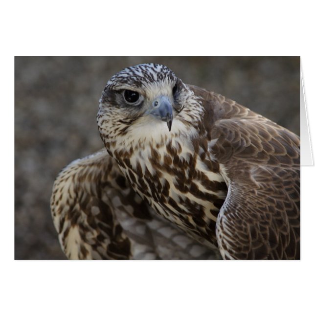 Falco cherrug (Anverso (Horizontal))